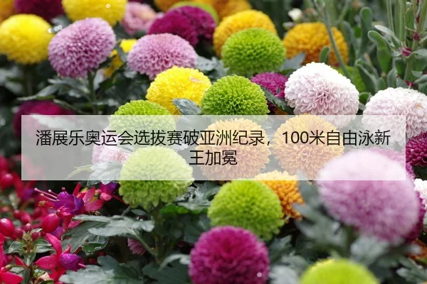 潘展乐奥运会选拔赛破亚洲纪录，100米自由泳新王加冕